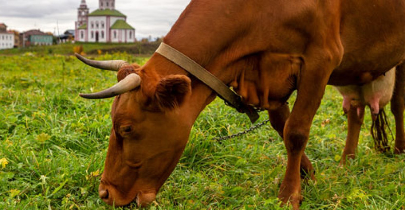 Куры несутся, коровы доятся: о животноводстве во Владимирской области